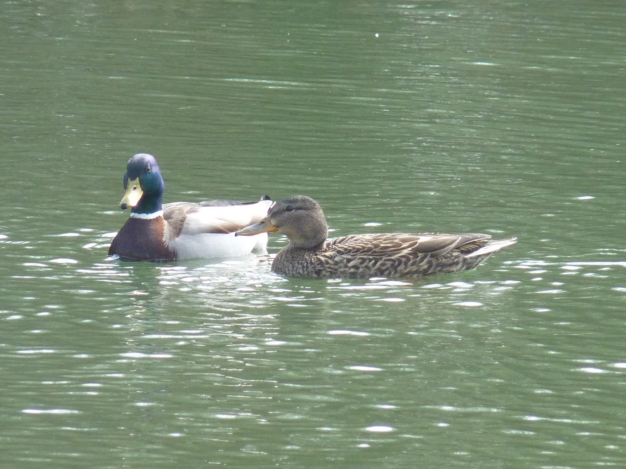 Canards en amoureux sur l'étang