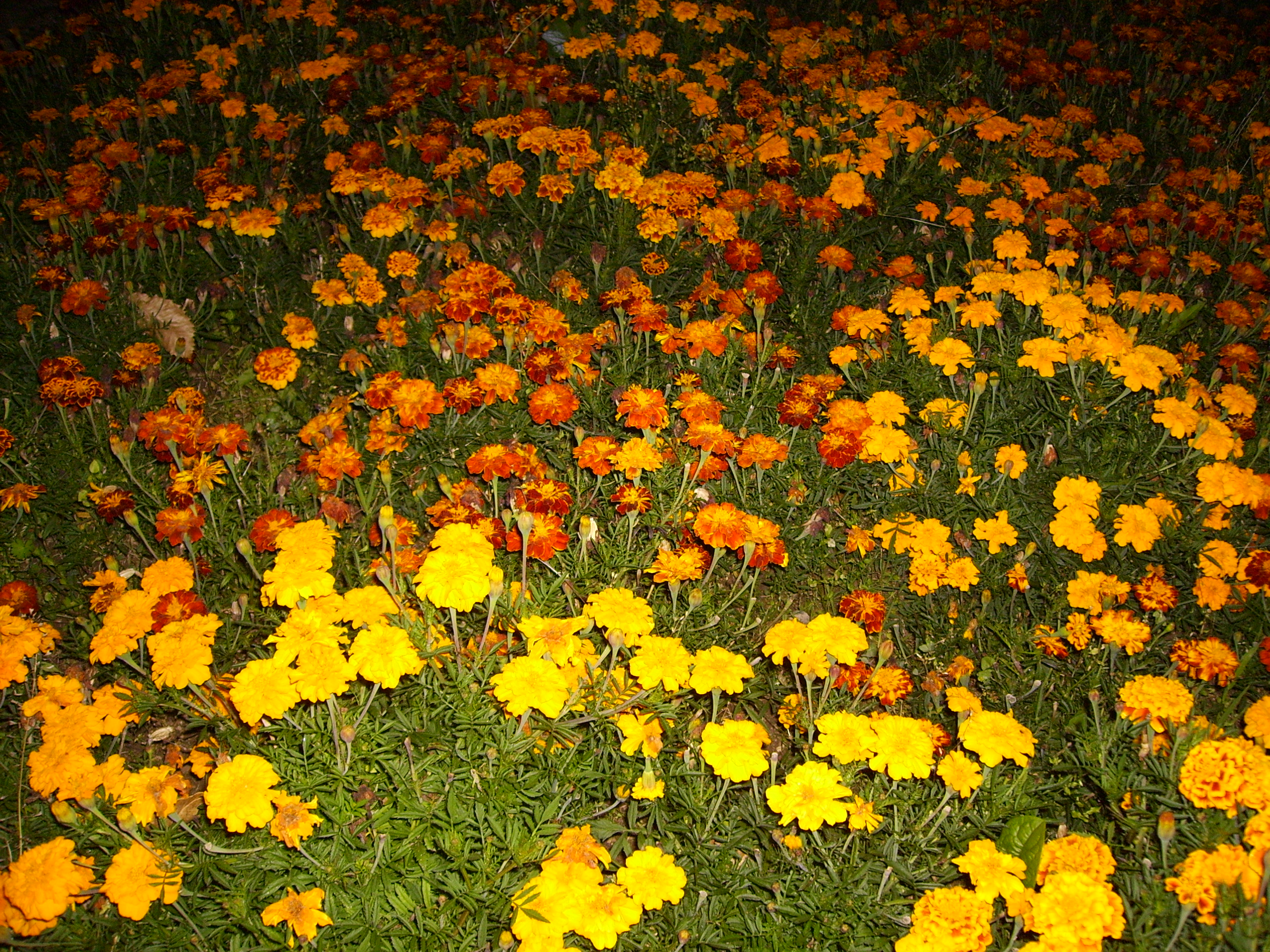 Parterre de fleurs