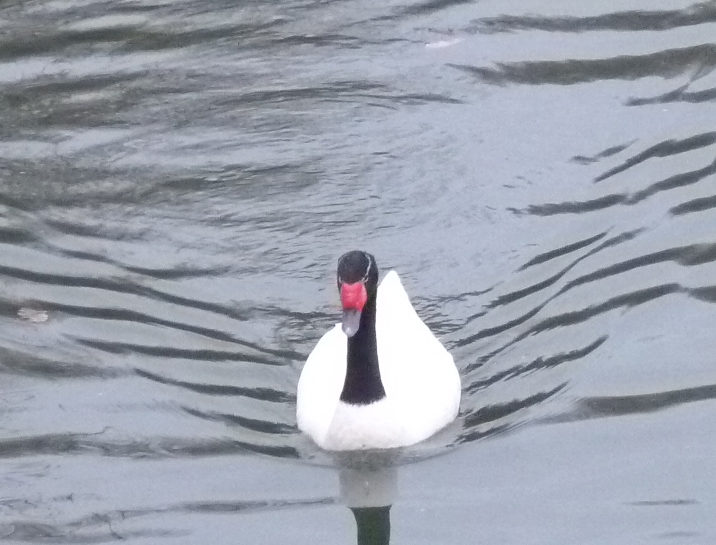 cygne blanc et noir