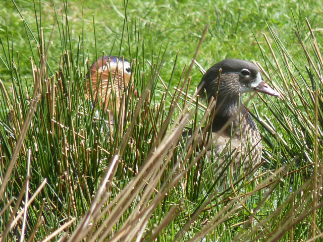 Deux canards cachés
