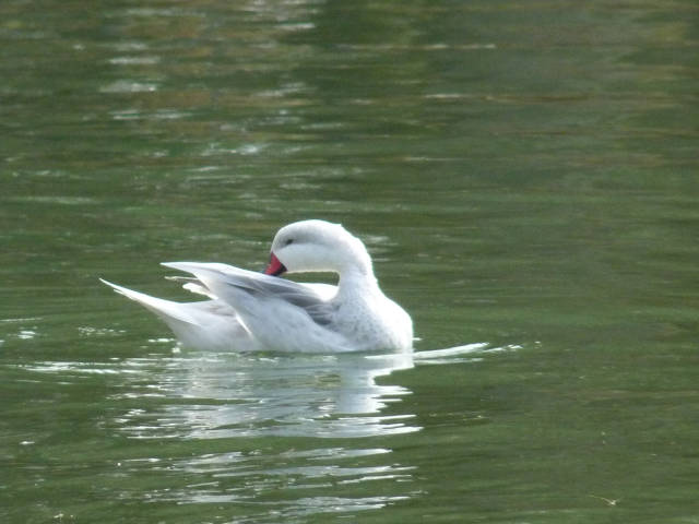 canard bec rouge faisant sa toilette