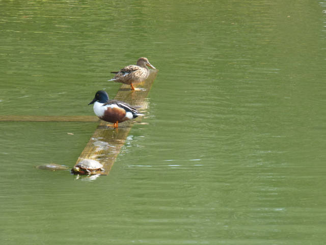 Canards et tortues