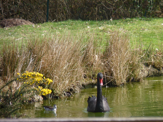 cygne et canard