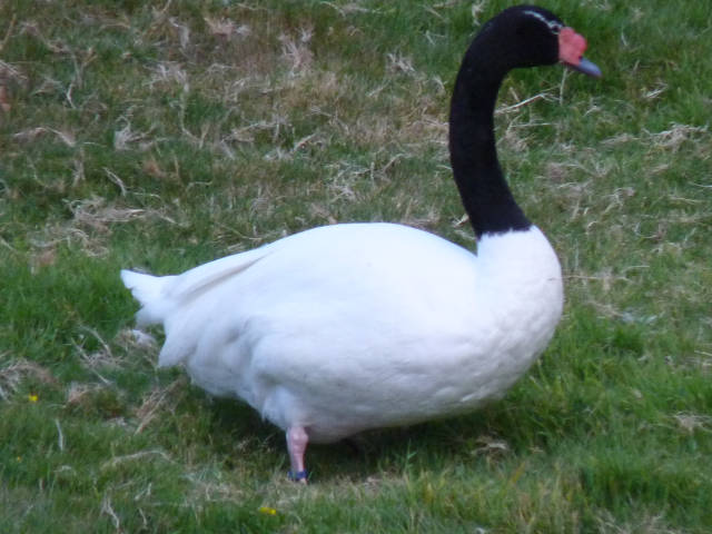 Cygne blanc et noirr