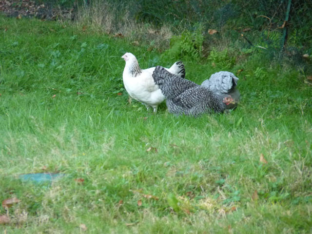 trois poules