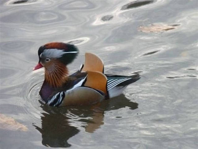 Canard Mandarin