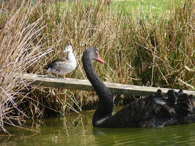 ccygne et canard