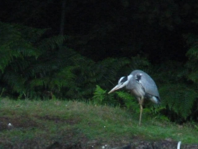 héron