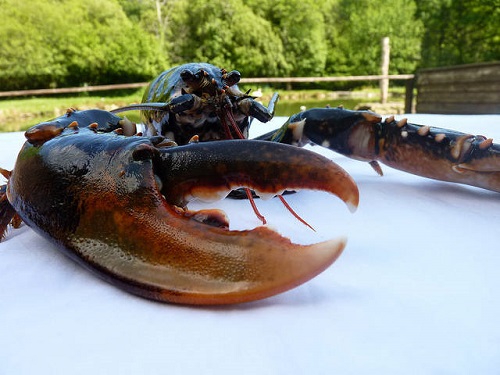 Homard bleu sur un table face à l'étang