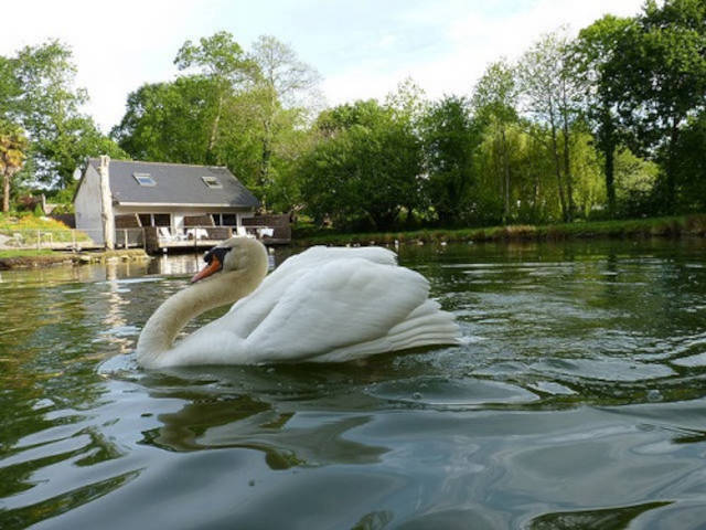 Cygne devant les chambres d'hôtes